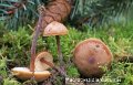 Macrocystidia cucumis-amf2081
